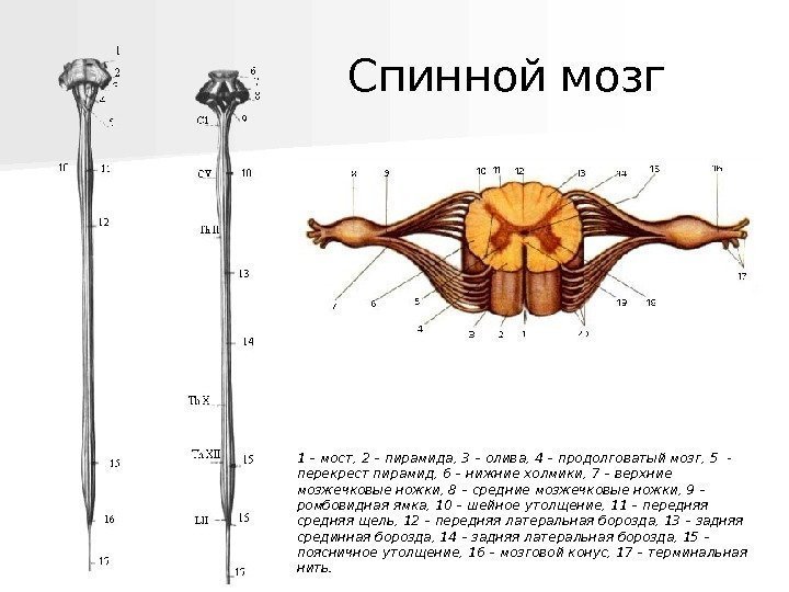   1 – мост, 2 – пирамида, 3 – олива, 4 – 