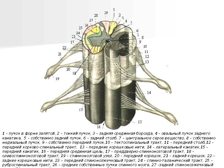   1 – пучок в форме запятой, 2 – тонкий пучок, 3 –