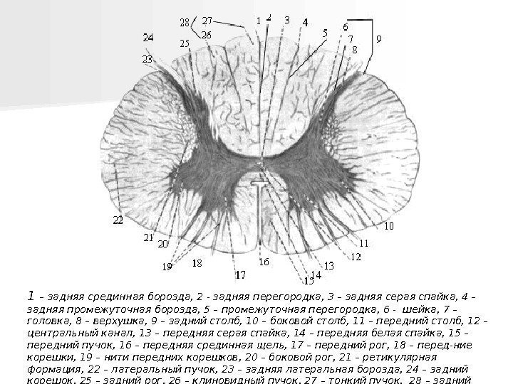   1 – задняя срединная борозда, 2 - задняя перегородка, 3 – задняя