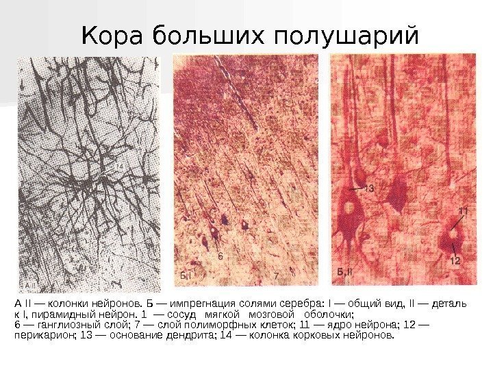   А II — колонки нейронов. Б — импрегнация солями серебра:  I