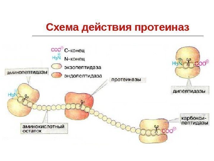 Схема действия протеиназ 