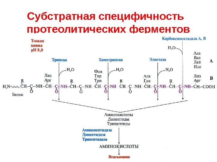 Субстратная специфичность протеолитических ферментов 