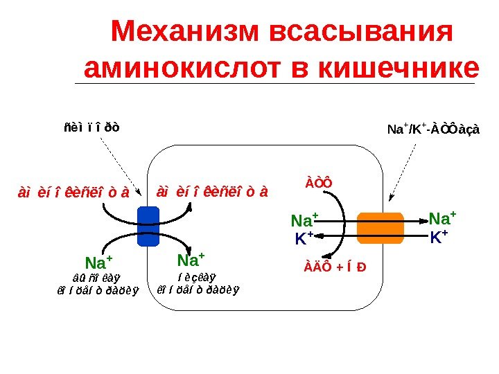 Механизм всасывания аминокислот в кишечникеÀÒÔ ÀÄÔ + Í Ð Na + Na+ K +