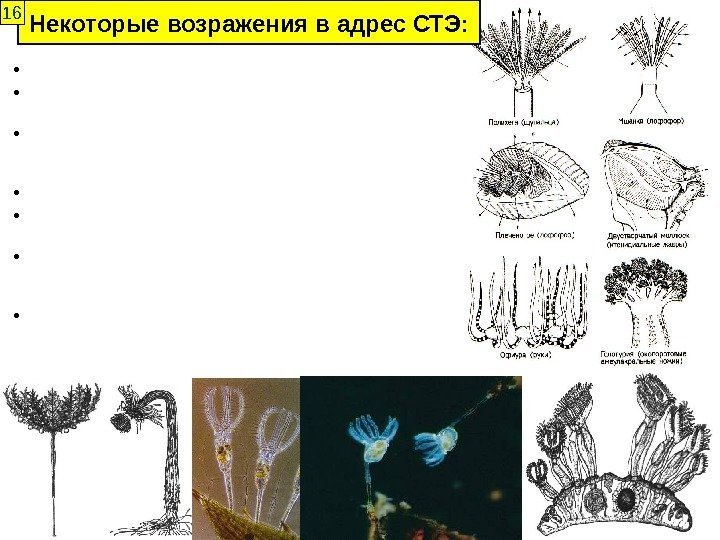  • Изменчивость закономерна • Естественный отбор не единственный, а м. б. и не