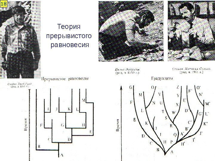 Теория прерывистого равновесия 1 8 