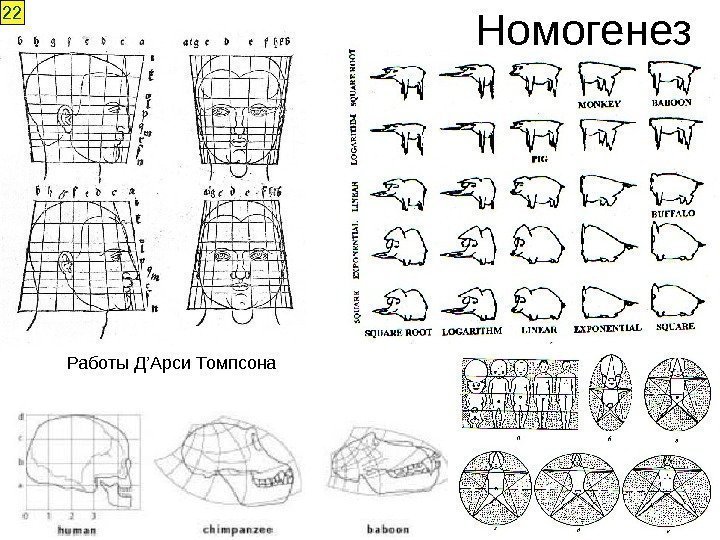 22 Номогенез Работы Д ’Арси Томпсона 