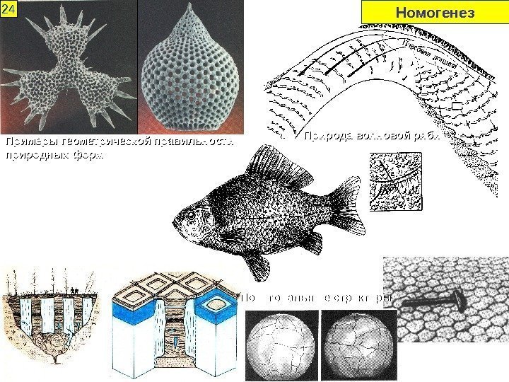 24 Примеры геометрической правильности природных форм Номогенез Природа волновой ряби Полигональные структуры 