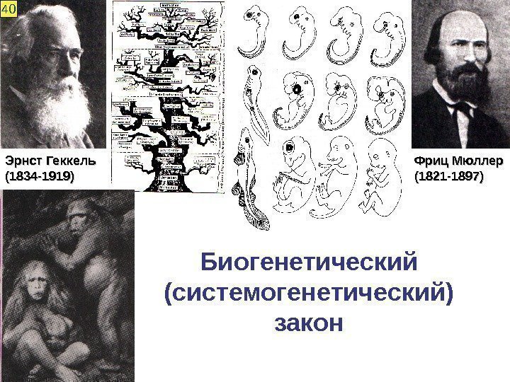 Биогенетический (системогенетический) закон Фриц Мюллер (1821 -1897)Эрнст Геккель (1834 -1919)40 