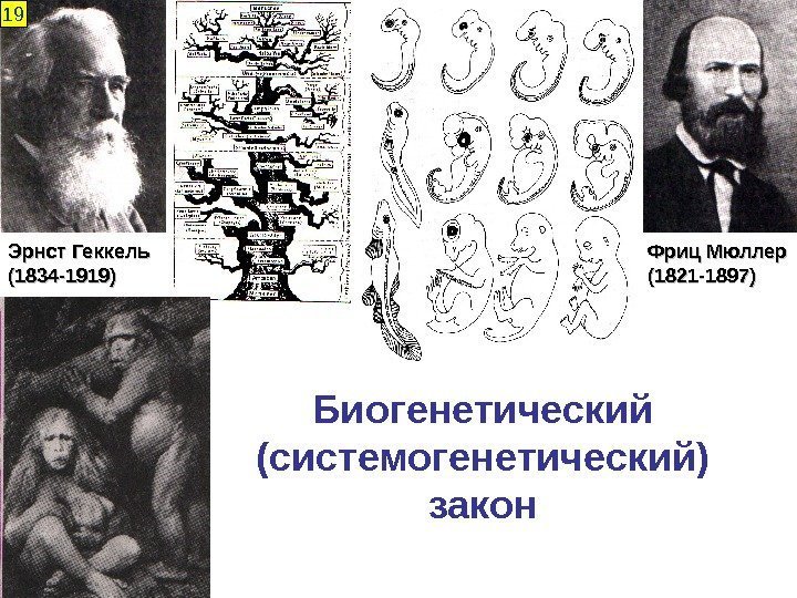 Биогенетический (системогенетический) закон Фриц Мюллер (1821 -1897)Эрнст Геккель (1834 -1919)19 