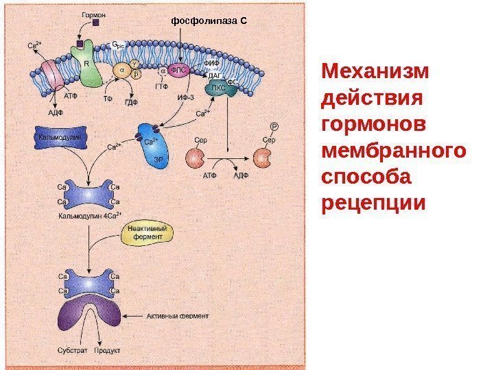 фосфолипаза С Механизм действия гормонов мембранного способа рецепции 