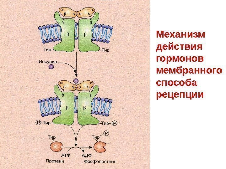 Механизм действия гормонов мембранного способа рецепции 