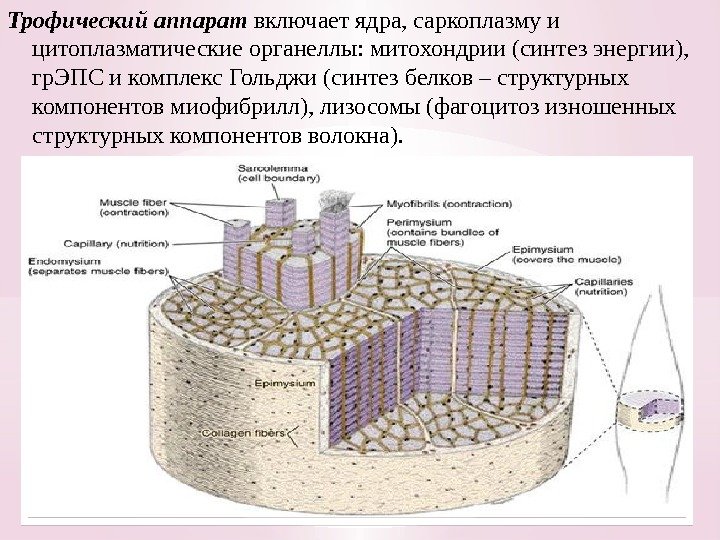 Трофический аппарат включает ядра, саркоплазму и цитоплазматические органеллы: митохондрии (синтез энергии),  гр. ЭПС