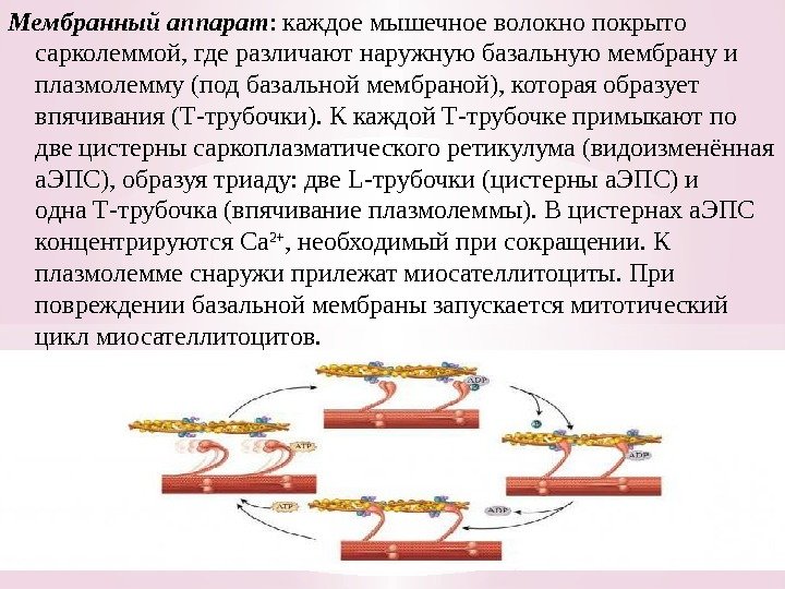 Мембранный аппарат : каждое мышечное волокно покрыто сарколеммой, где различают наружную базальную мембрану и