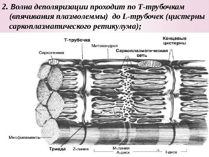 2. Волна деполяризации проходит по Т-трубочкам (впячивания плазмолеммы) до L-трубочек (цистерны саркоплазматического ретикулума); 