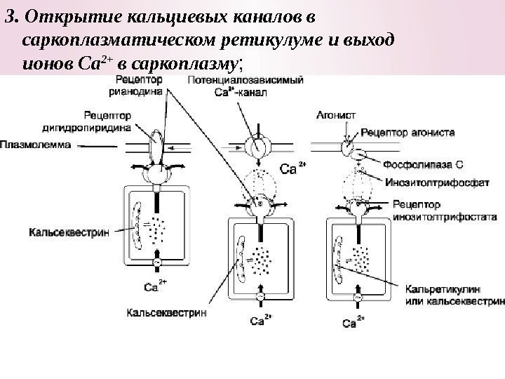 3. Открытие кальциевых каналов в саркоплазматическом ретикулуме и выход ионов Са 2+ в саркоплазму