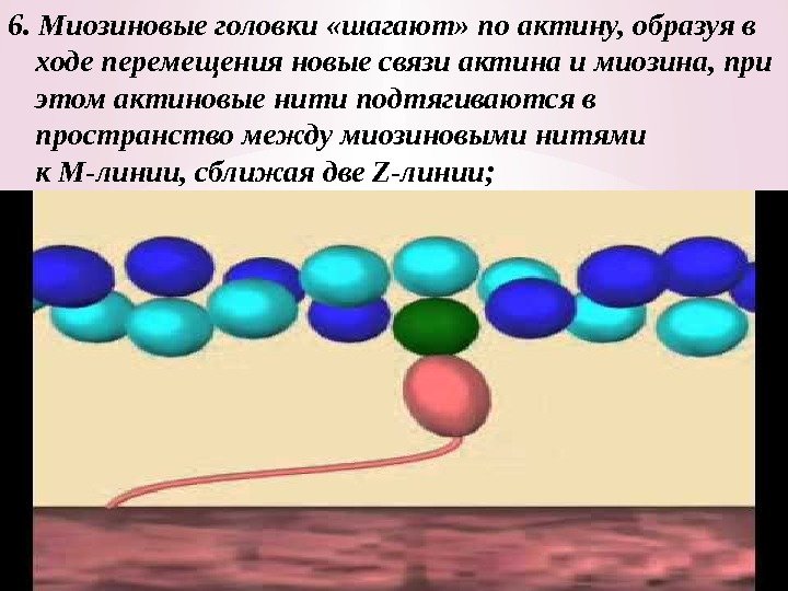 6. Миозиновые головки «шагают» по актину, образуя в ходе перемещения новые связи актина и