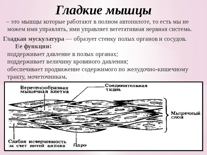 Гладкие мышцы  – это мышцы которые работают в полном автопилоте, то есть мы