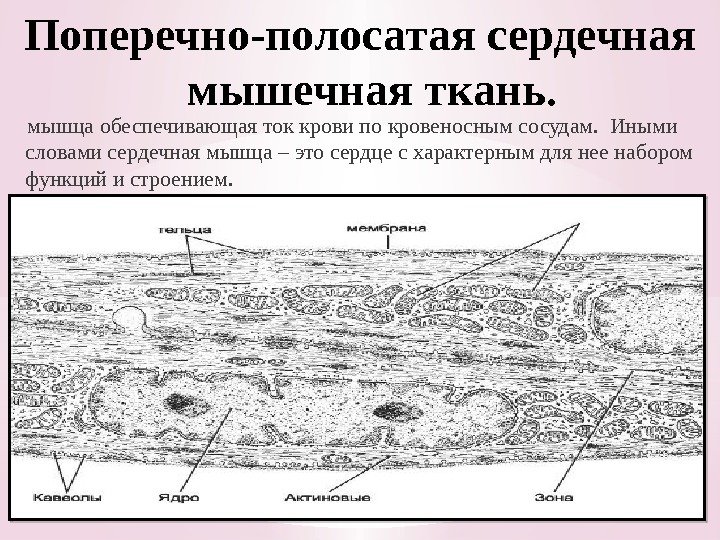 Поперечно-полосатая сердечная мышечная ткань. мышца обеспечивающая ток крови по кровеносным сосудам.  Иными словами