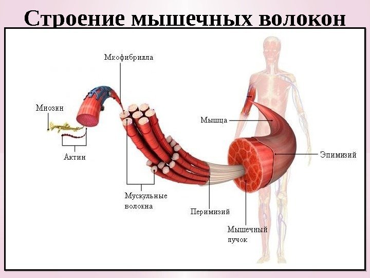 Строение мышечных волокон 