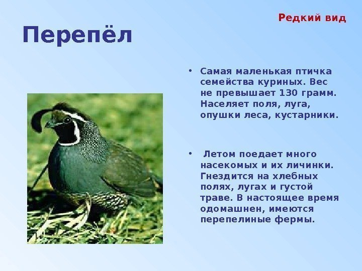 Перепёл • Самая маленькая птичка семейства куриных. Вес не превышает 130 грамм.  Населяет