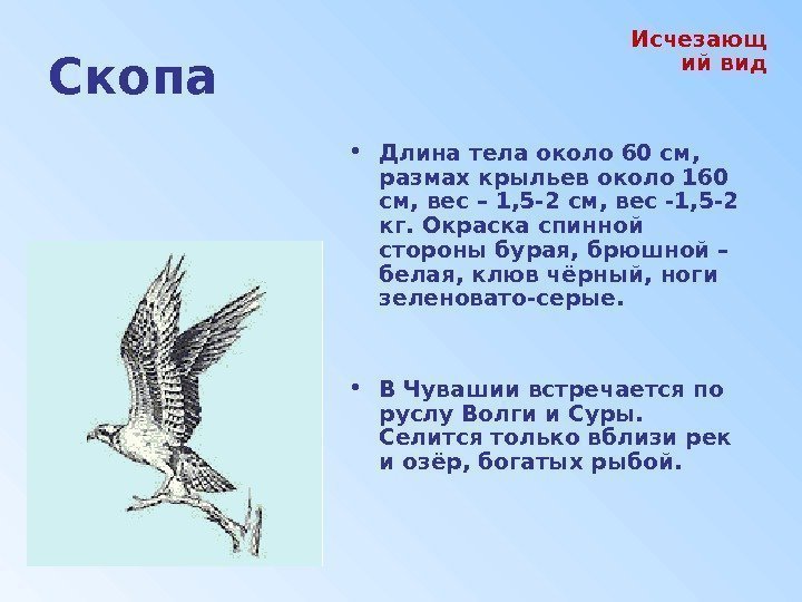 Скопа • Длина тела около 60 см,  размах крыльев около 160 см, вес