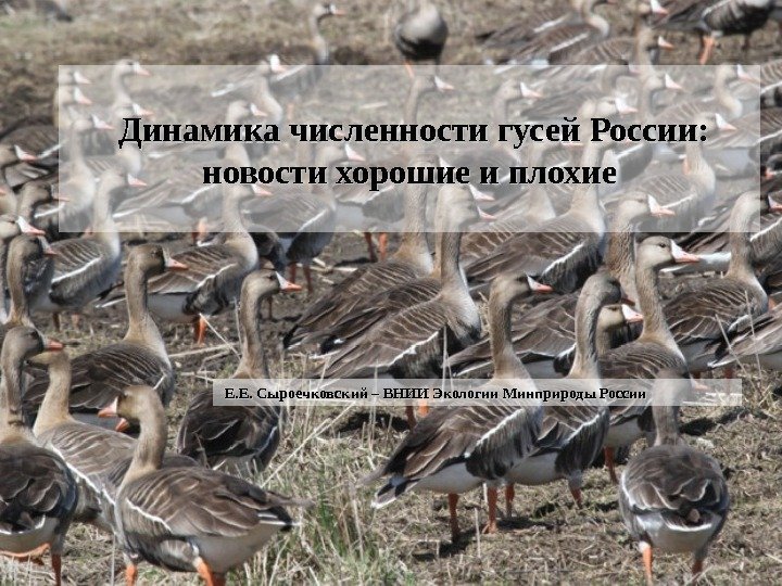   Динамика численности гусей России:  новости хорошие и плохие  Е. Е.