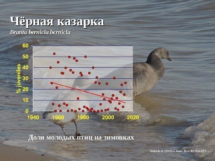 Чёрная казарка Branta bernicla Nolet et al.  (2013) J. Anim. Ecol.  82: