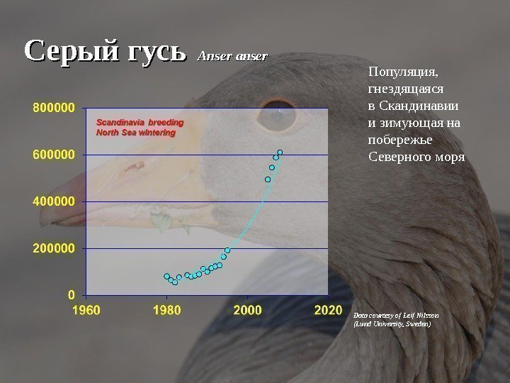 Серый гусь Anser anser Data courtesy of Leif Nilsson (Lund University, Sweden) Популяция, 