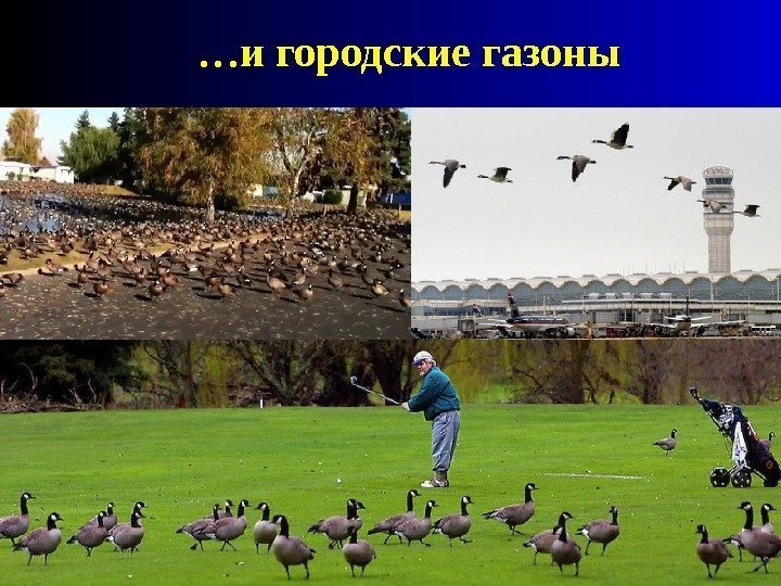 … и городские газоны 