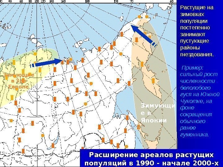 Зимующи е в Японии. Зимующие в Зап Европе Расширение ареалов растущих популяций в 1990