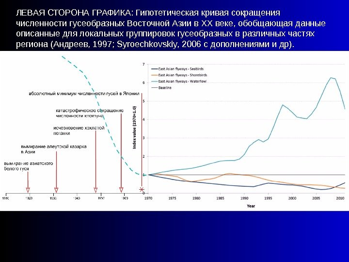 ЛЕВАЯ СТОРОНА ГРАФИКА: Гипотетическая кривая сокращения численности гусеобразных Восточной Азии в ХХ веке, обобщающая