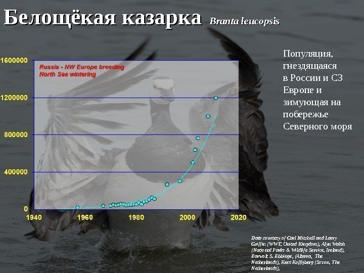 Белощёкая казарка  Branta leucopsis  Data courtesy of Carl Mitchell and Larry Griffin