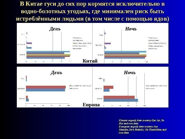 В Китае гуси до сих пор кормятся исключительно в водно-болотных угодьях, где минимален риск