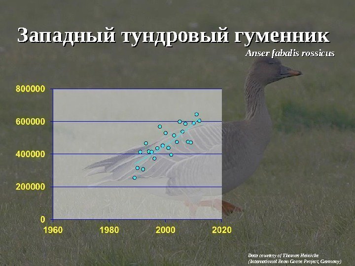 Западный тундровый гуменник Anser fabalis rossicus Data courtesy of Thomas Heinicke (International Bean Goose