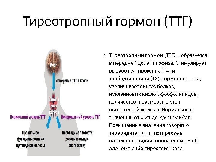 Тиреотропный гормон (ТТГ) • Тиреотропный гормон (ТТГ) – образуется в передней доле гипофиза. Стимулирует