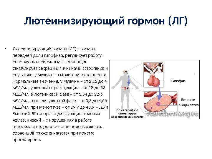 Лютеинизирующий гормон (ЛГ) • Лютеинизирующий гормон (ЛГ) – гормон передней доли гипофиза, регулирует работу