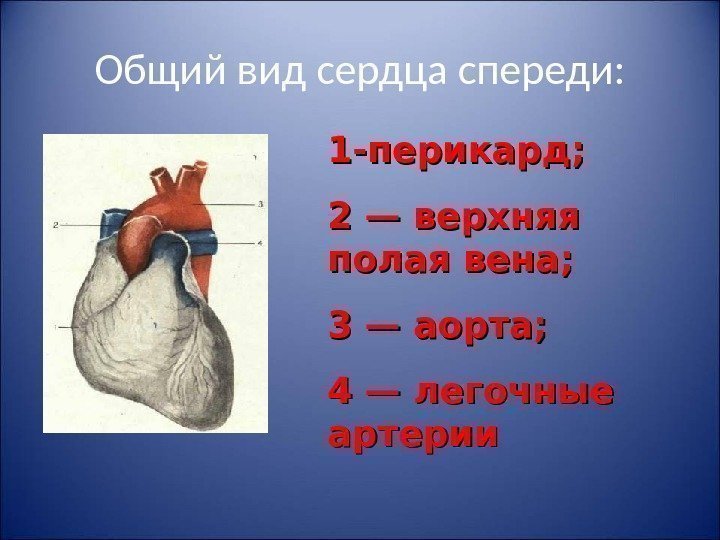  Общий вид сердца спереди:  1 -перикард;  2 — верхняя полая вена;