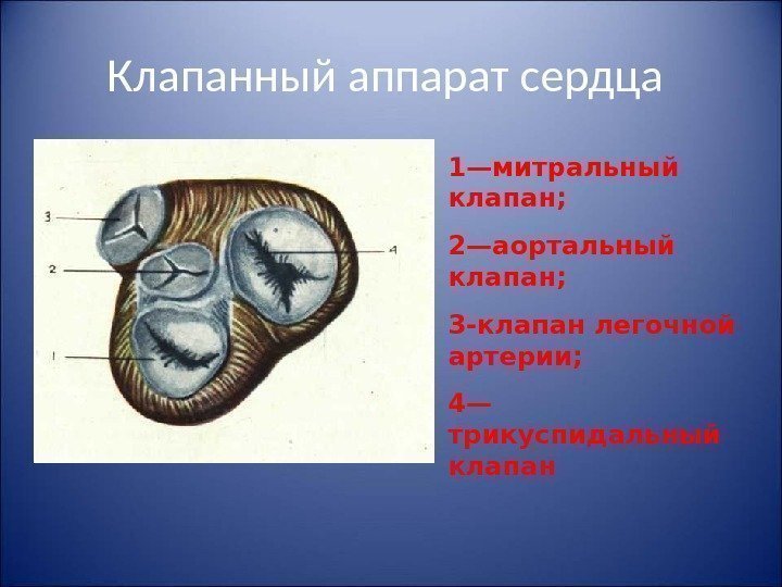 Клапанный аппарат сердца 1—митральный клапан;  2—аортальный клапан;  3 -клапан легочной артерии; 
