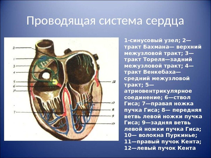 Проводящая система сердца 1 -синусовый узел; 2— тракт Бахмана— верхний межузловой тракт; 3— тракт