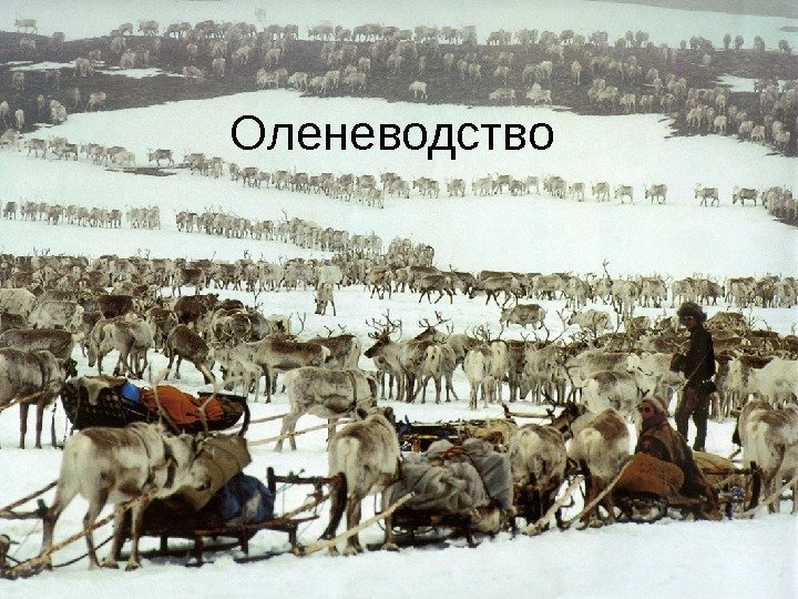 Оленеводство 