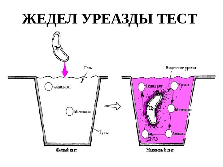 ЖЕДЕЛ УРЕАЗДЫ ТЕСТ 