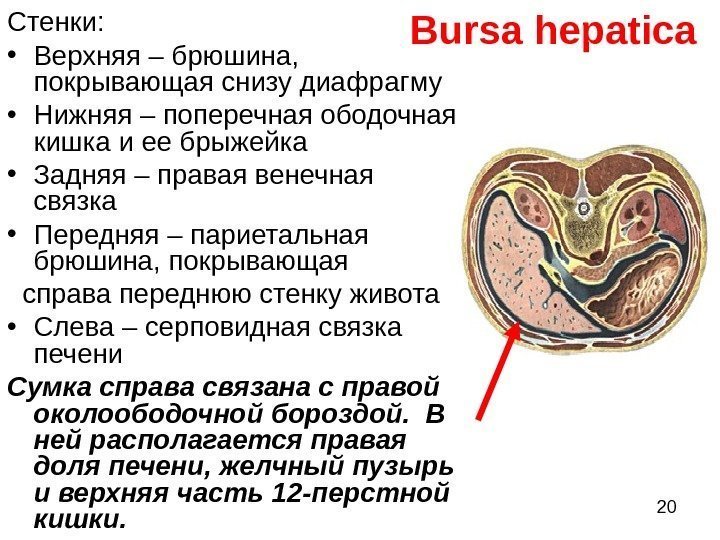 20 Bursa hepatica. Стенки:  • Верхняя – брюшина,  покрывающая снизу диафрагму •