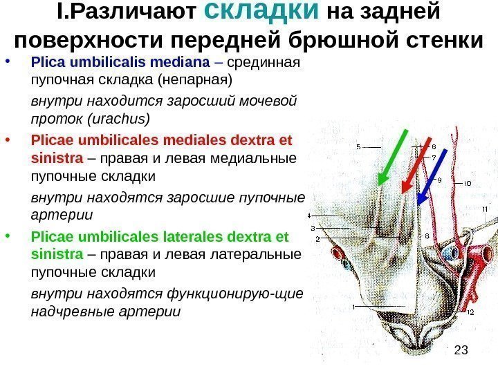 23 I. Различают складки на задней поверхности передней брюшной стенки • Plica umbilicalis mediana