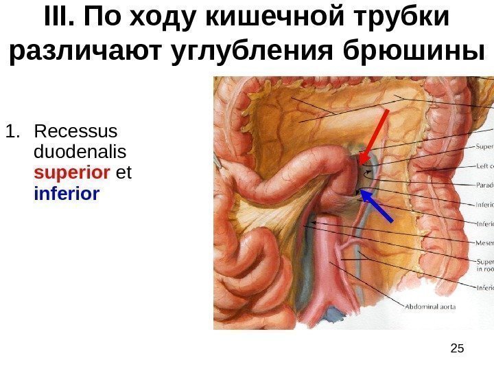 25 III.  По ходу кишечной трубки различают  углубления брюшины 1. Recessus duodenalis
