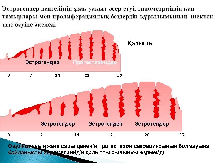 0 7 14 21 28     35 алыптыҚ Эстрогендер Прогестерондар Эстрогендер