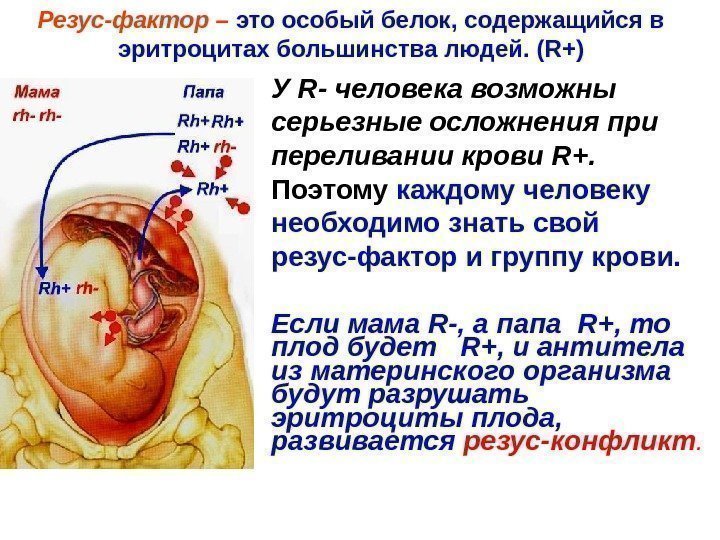   Резус-фактор – это особый белок, содержащийся в эритроцитах большинства людей. ( R+)