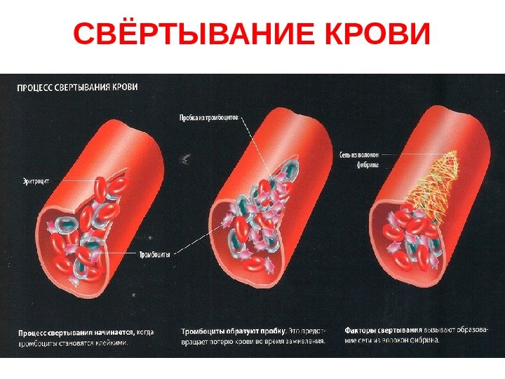   СВЁРТЫВАНИЕ КРОВИ 