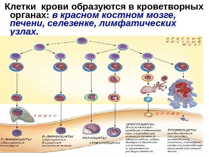  Клетки крови образуются в кроветворных органах:  в красном костном мозге,  печени,