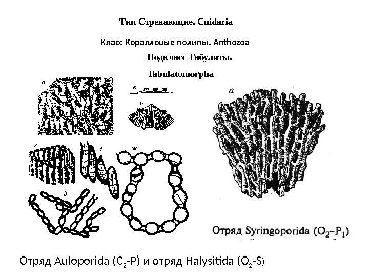 Тип Стрекающие. Cnidaria Класс Коралловые полипы. Anthozoa Подкласс Табуляты.  Tabulatomorpha Отряд Auloporida (С