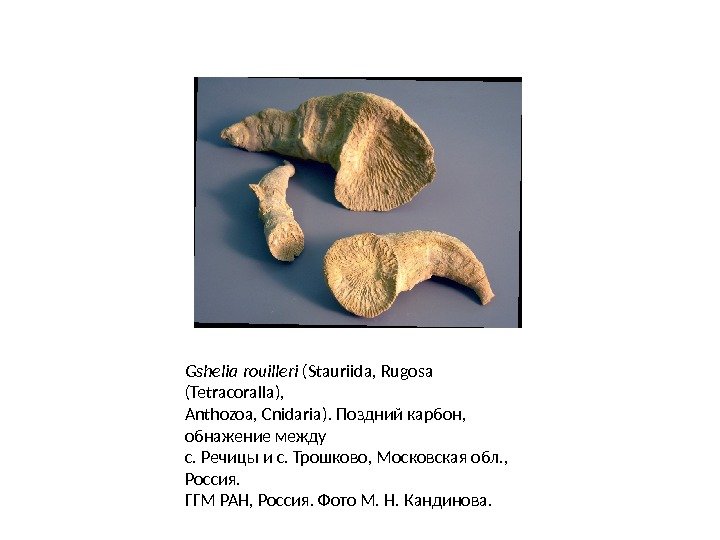 Gshelia rouilleri (Stauriida, Rugosa (Tetracoralla), Anthozoa, Cnidaria). Поздний карбон,  обнажение между с. Речицы